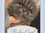 Baby Coal - Persian Kitten For Sale - Great Falls&comma; VA&comma; US