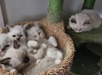 Claras Litter - Ragdoll Kitten For Sale - Amherst&comma; NY&comma; US