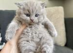 Plushy - British Shorthair Kitten For Sale - Woodland Park&comma; CO&comma; US