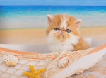 Sugar's Nemo - Exotic Kitten For Sale - Conroe&comma; TX&comma; US
