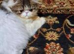Neutered CFA Brown Tabby & White Persian Kitten - Persian Kitten For Sale - Farmville&comma; VA&comma; US