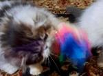 Neutered CFA Brown Tabby & White Persian Kitten - Persian Kitten For Sale - Farmville&comma; VA&comma; US