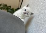 Angel - Scottish Straight Kitten For Adoption - Bow&comma; WA&comma; US