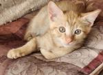 Natty - Domestic Kitten For Adoption - Sacramento&comma; CA&comma; US