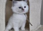 Afroditedolls Spin around Saturnus - Ragdoll Kitten For Sale - Bradenton&comma; FL&comma; US