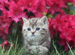 Marcel - Scottish Straight Kitten For Sale - Bow&comma; WA&comma; US
