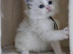 Afroditedolls Light on Venus - Ragdoll Kitten For Sale - Bradenton&comma; FL&comma; US