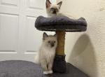 Kisa - Ragdoll Kitten For Sale - Largo&comma; FL&comma; US
