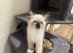 Kisa - Ragdoll Kitten For Sale - Largo&comma; FL&comma; US