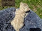 CASPER Snow Bengal - Bengal Kitten For Sale - Needmore&comma; PA&comma; US
