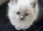 Brutus - Ragdoll Kitten For Sale - PA&comma; US