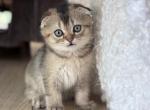 Jasper - Scottish Fold Kitten For Sale - Boca Raton&comma; FL&comma; US