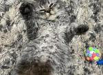 Mohave bobtail - Pixie-Bob Kitten For Sale