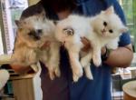 Olive & Cypress RagaMuffins - Ragamuffin Kitten For Sale - Fairfax Station&comma; VA&comma; US