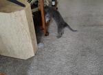 Crawler - Russian Blue Kitten For Sale - Lynn&comma; MA&comma; US