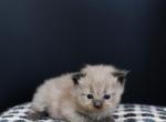 Mink Sealpoint Females - Ragdoll Kitten For Sale - 