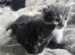 Shadow and Ash - Domestic Kitten For Adoption - Canonsburg&comma; PA&comma; US