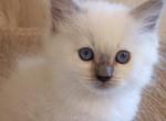 Ragdoll kittens - Ragdoll Kitten For Sale - Orchards&comma; WA&comma; US