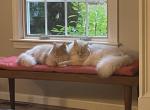 Kiko and Bunny - Turkish Angora Cat For Adoption - North Smithfield&comma; RI&comma; US