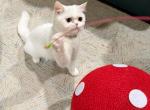 Snowy - Persian Cat For Adoption - 