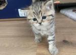Spotted girl - Scottish Straight Kitten For Sale - Sonoma&comma; CA&comma; US