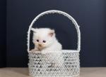 Ryland the Cinnamon Ragdoll - Ragdoll Kitten For Sale - 
