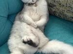 Coco - Scottish Fold Cat For Sale - 