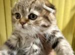 Polly - Scottish Fold Kitten For Sale - 