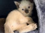 The Cuddle Cloud Litter - Siamese Kitten For Sale - Philadelphia&comma; PA&comma; US