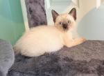 The Cuddle Cloud Litter - Siamese Kitten For Sale - 