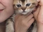 Rocky - Scottish Straight Kitten For Sale - Boca Raton&comma; FL&comma; US