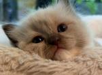 Azalea - Ragdoll Kitten For Sale - Saugerties&comma; NY&comma; US