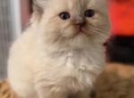 Azalea - Ragdoll Kitten For Sale - Saugerties&comma; NY&comma; US