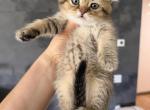 Milo - Scottish Straight Kitten For Sale - Boca Raton&comma; FL&comma; US
