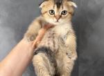Muffin - Scottish Fold Kitten For Sale - Boca Raton&comma; FL&comma; US