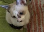 Snows Snowshoe - Snowshoe Kitten For Sale - 