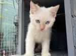 Flame - Siamese Kitten For Sale - Harker Heights&comma; TX&comma; US