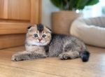 Mimi - Scottish Fold Kitten For Sale - Boca Raton&comma; FL&comma; US