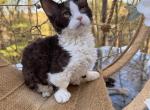 Charlie - Minskin Kitten For Sale - Brewster&comma; NY&comma; US