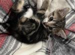 Loving cats looking for home - American Shorthair Cat For Adoption - Bayonne&comma; NJ&comma; US