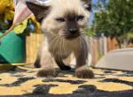 Peanut - Siamese Kitten For Sale - Harker Heights&comma; TX&comma; US