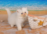 Sugar's Splash - Exotic Kitten For Sale - Conroe&comma; TX&comma; US
