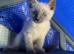 Dash - Siamese Kitten For Sale - 