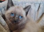 Freya's litter - Siamese Kitten For Sale - Merrill&comma; WI&comma; US