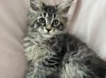 Girl V94 - Maine Coon Kitten For Sale - Millingport&comma; NC&comma; US