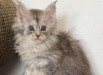Olivia - Maine Coon Kitten For Sale - 