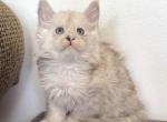 Amelia - Maine Coon Kitten For Sale - 
