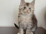 Ellie - Maine Coon Kitten For Sale - 