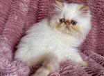 Marie - Exotic Kitten For Sale - Sheridan&comma; MI&comma; US