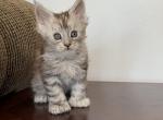 Sophia - Maine Coon Kitten For Sale - Omaha&comma; NE&comma; US